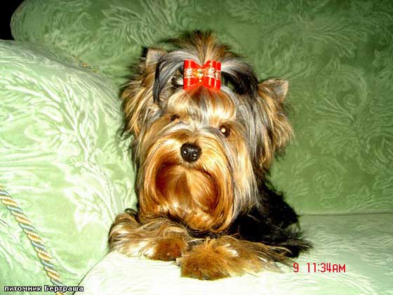 ����������� ������ �������� ������.