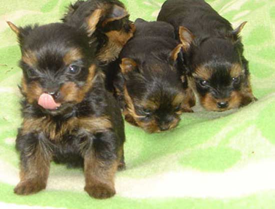 ����� ������������ �������.