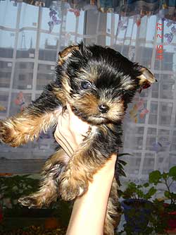 ����� ������������ �������