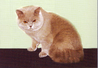     
  Pirandello Bagoas