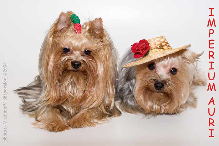 ����������� ������� ���� � ����