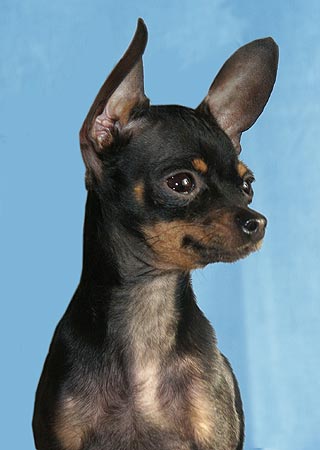 ������� ���-������