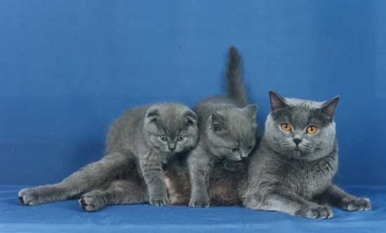 ���������� ����� ���� ������ ������� � ��������.