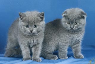 ������: ���������� � ����������� ��������� . ���������.