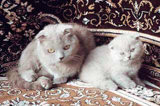 ����������� ��������� ����� � ��������.