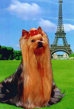 ����������� ������.