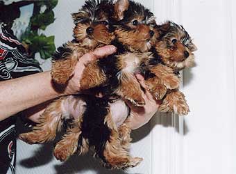 ����������� ������.