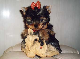 ����������� ������.