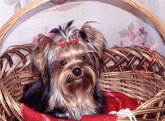 ����������� ������.