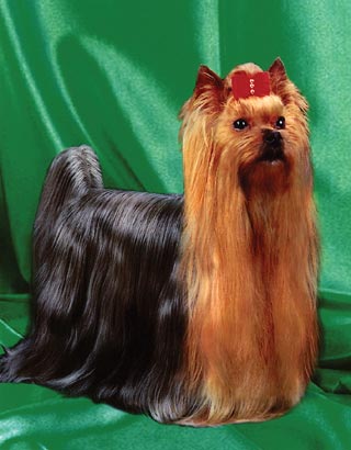 ����������� ������ Must de Penghibur.