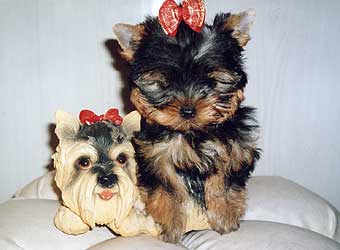 ����������� ������.