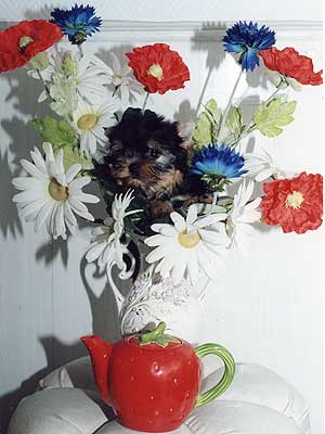 ����������� ������.