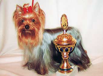 ����������� ������.