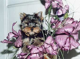 ����������� ������.