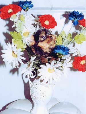 ����������� ������.