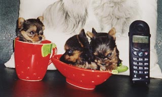 ����������� ������ �����.