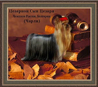 ����������� ������.