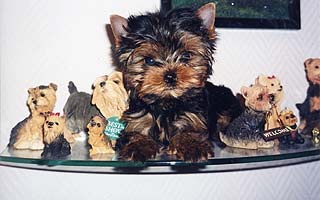 ����������� ������ �����.