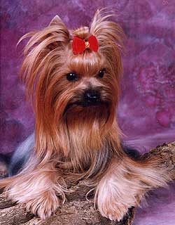 ����������� ������.