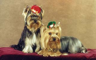 ����������� �������.