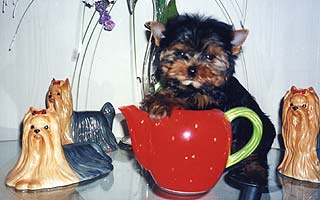 ����������� ������ �����.