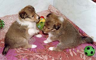 ����� ����� �� ���� 1�����