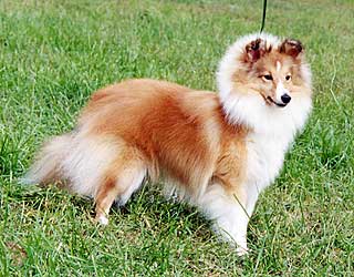 ����� �� ���� 1,5 ����