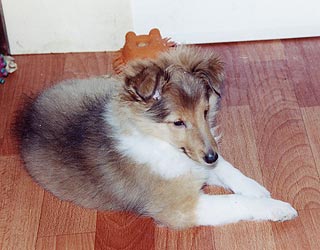 ����� �����  �� ���� 2,5 ������