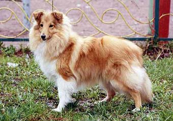 ����� �������� �������� ������