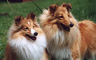 ����� �� ���� 1,5 ����