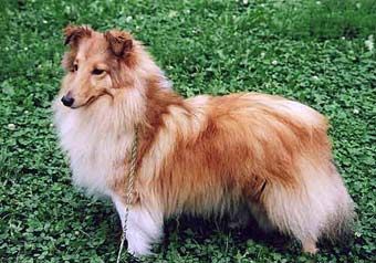 ����� �����