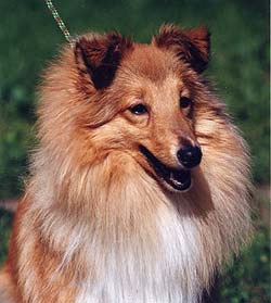 ����� �������� �������� ������