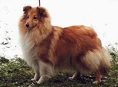 ����� �����