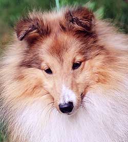 ����� ����� ������� ����� ����� ����