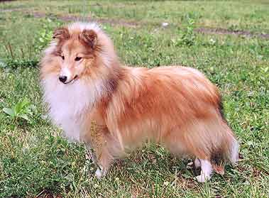 ����� ����� ������� ����� ����� ����