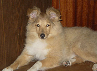 ����� ����� �������.