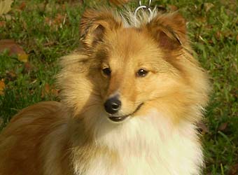 ����� �����