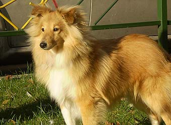 ����� ����� �����