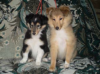 ����� �������� ����� �������.