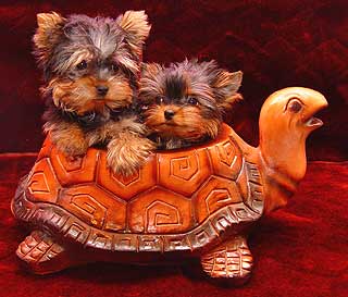 ����������� ������ �����.