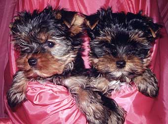 ����������� ������ �����.