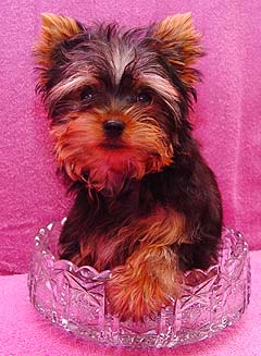 ����� ������������ �������.