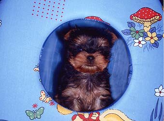 ����� ������������ �������.