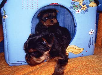 ����� ������������ �������.