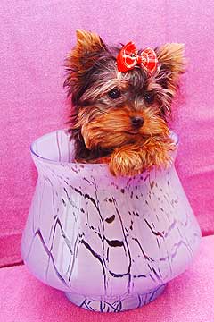 ����� ������������ �������.