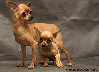 ������� ��� �����.