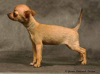 ������� ��� �����.