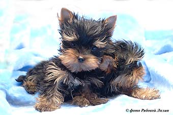 ����������� ������ �����.