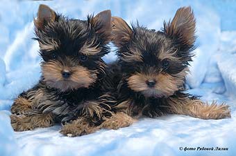 ����������� ������ �����.