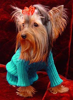 ����� ������������ �������.